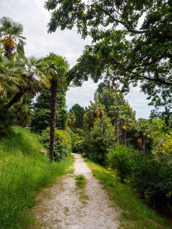 Palm trees against a backdrop of bright tropical greenery, creating an atmosphere of relaxation and exotic paradise.の写真素材