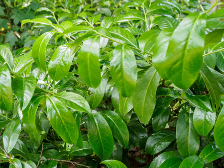 The lush greenery of the leaves against the backdrop of sunlight creates an atmosphere of freshness and natural beauty, filling the image with life.の写真素材