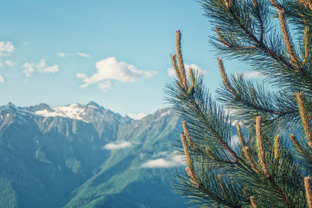 Emerald trees at the foot of high mountains, forming a beautiful forest landscape in the middle of nature.の写真素材