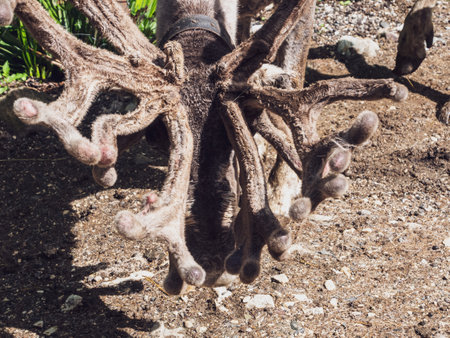 Close-ups of reindeer antlers, impressive and majestic, highlight the splendor of the wild nature of the far north.の写真素材