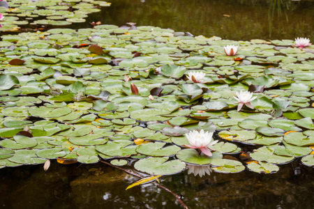 An elegant lotus on the water, symbolizing harmony and purity, with bright petals and green leaves.の写真素材
