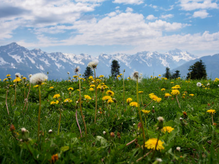 An amazing fusion of nature: green meadows at the foot of the mountains, soft clouds framing the peaks, creating a harmonious landscape.の写真素材