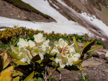 alpine flowers against a background of mountains close-up.の写真素材