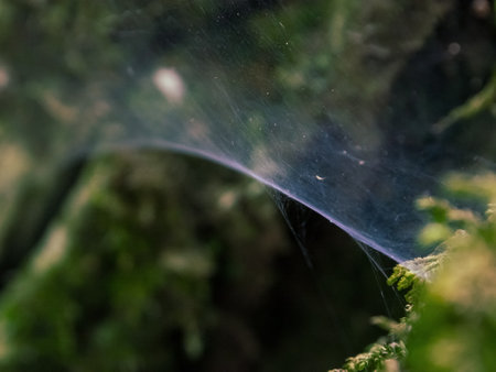 A close-up of the web reveals incredible beauty and intricate details, sparkling with dew like natural works of art.の写真素材