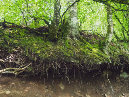 The powerful and beautiful root system of trees, gracefully intertwined in the ground, symbolizing...