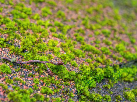 Close-up of northern moss and lichen, a beautiful combination of textures and colors reflecting the unique flora of the Arctic.の写真素材