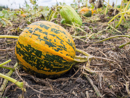 Bright pumpkins in a field on a sunny day, creating an atmosphere of autumn celebration and abundance, an ideal backdrop for themed projects.の写真素材