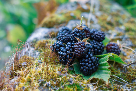 A close-up of juicy blackberries with a vibrant texture and dew drops, giving a feeling of freshness and summer mood.の写真素材