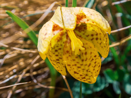 Rare flowers of alpine meadows, decorated with drops of dew, create a bright and picturesque...