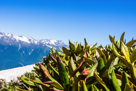 alpine flowers against a background of mountains close-up.の写真素材
