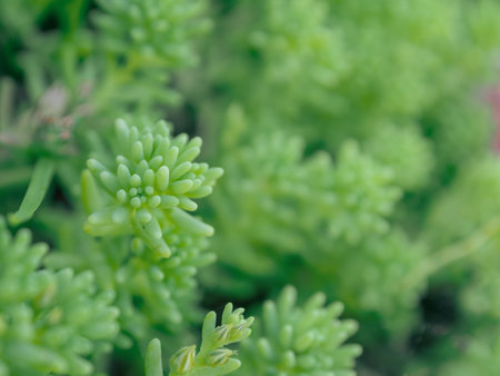 Macro photography of vibrant lichen and moss reveals their texture and detail, showing the beauty of nature's little details up close.の写真素材