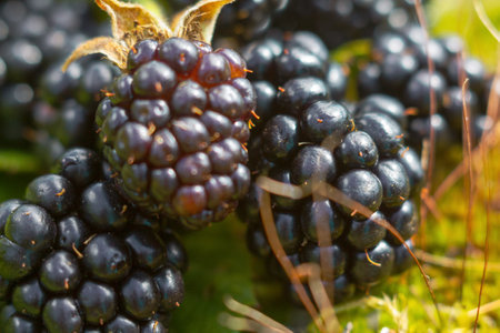 A close-up of juicy blackberries with a vibrant texture and dew drops, giving a feeling of freshness...