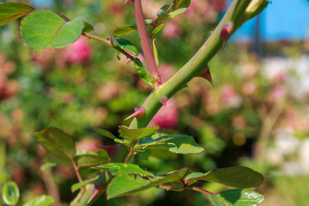 A close-up of a delicate rose with bright green leaves and graceful thorns, highlighting the beauty...
