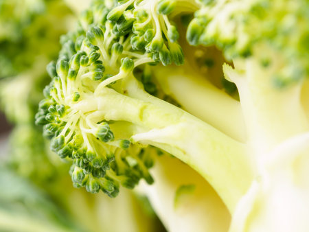 Close-up of fresh organic broccoli against a background of greenery symbolizing health and nutrition.の写真素材