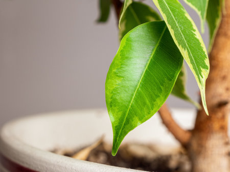 A close-up of a green leaf with fine veins that reflects light, highlighting its texture and the natural beauty of nature.の写真素材