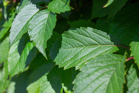 A close-up of a green leaf with fine veins that reflects light, highlighting its texture and the natural beauty of nature.の写真素材