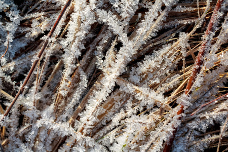 Frost sparkles on tree branches, frost creates icy patterns, and snow cover gives nature a winter wonderland.の写真素材