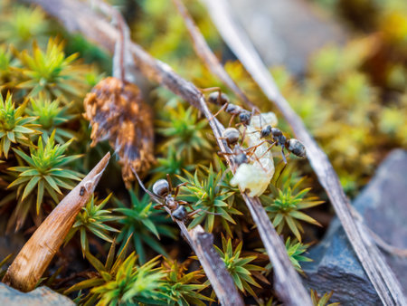 Ants working in a community demonstrate organization and diligence in finding food for the colony.の写真素材
