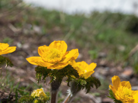 Rare flowers of alpine meadows, decorated with drops of dew, create a bright and picturesque landscape, filling the atmosphere with freshness.の写真素材