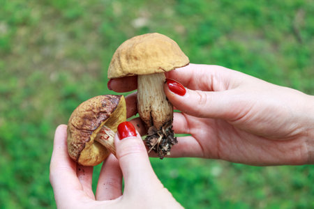 A close-up of wild mushrooms, showing their unique texture and vibrant colors, perfectly capturing the atmosphere of nature and harvest.の写真素材