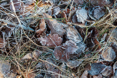 A landscape of nature shrouded in the first frost: frost-covered plants and ice patterns create a magical winter atmosphere.の写真素材