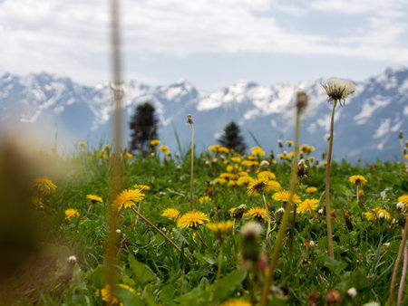 An amazing fusion of nature: green meadows at the foot of the mountains, soft clouds framing the peaks, creating a harmonious landscape.の写真素材