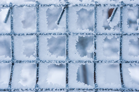 Frost sparkles on branches, frost creates icy patterns, and snow cover gives nature a winter wonderland.の写真素材