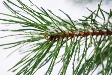 The sun's rays break through the melting snow and ice, creating amazing patterns and drops that reflect the nature of spring.の写真素材