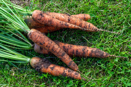 Freshly picked carrots from the garden, displaying bright color and freshness, symbolizing harvest and naturalness.の写真素材