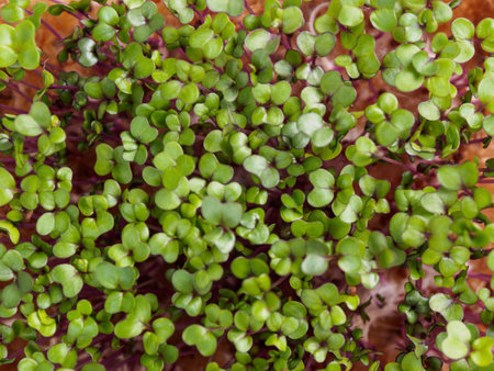 Microgreens: cultivation, benefits and macronutrients. Healthy food with high nutritional value and taste, close-up.の写真素材