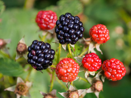 Close-up of black raspberries and blackberries on a bush: juicy berries ready to be picked, on a...