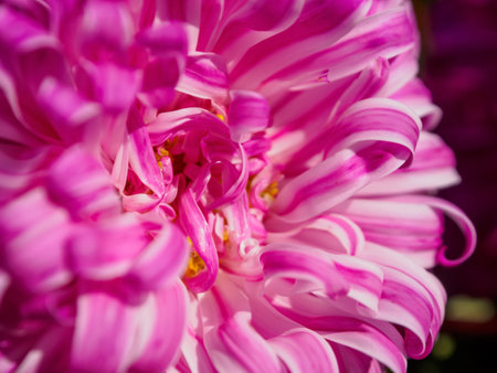 Macro photography of bright colors filled with rich shades that emphasize their beauty and the unique texture of the petals, close-up.の写真素材
