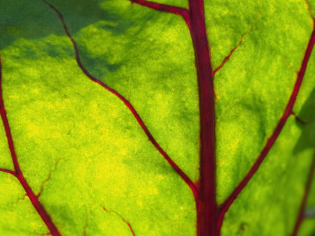 Juicy green leaf of organic origin: an ideal element for still lives and natural compositions, close-up.の写真素材