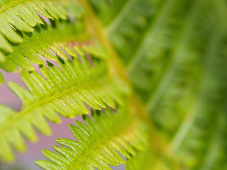 Green fern on an organic background: the perfect choice for eco-friendly projects and natural...