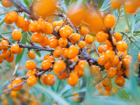 Sea buckthorn berries on a branch: a bright accent for still lives and culinary photos, emphasizing...