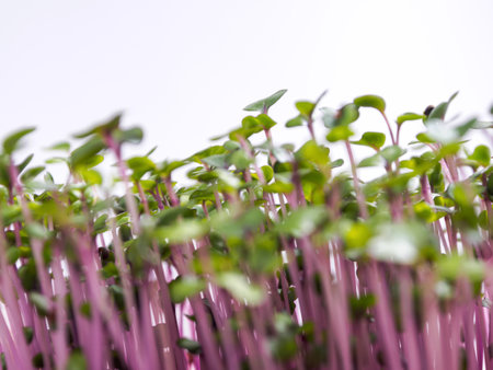 Microgreens: cultivation, benefits and macronutrients. Healthy food with high nutritional value and taste, close-up.の写真素材