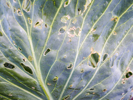 Eaten cabbage with snails and pests, showing damage from insect invasion.の写真素材