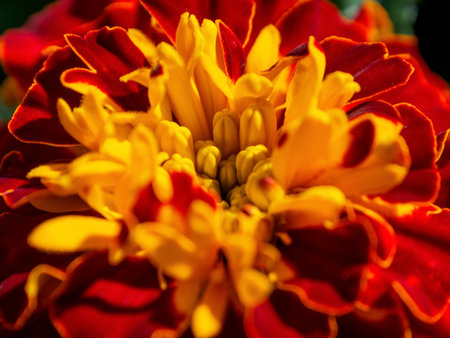 Macro photography of bright colors filled with rich shades that emphasize their beauty and the unique texture of the petals, close-up.の写真素材