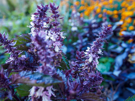 Macro photography of bright colors filled with rich shades that emphasize their beauty and the unique texture of the petals, close-up.の写真素材