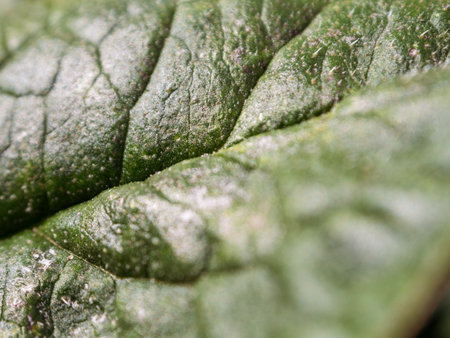 Macro photography of the sheet reveals amazing details of texture and color, immersing you in the world of nature and its beauty, close-up.の写真素材