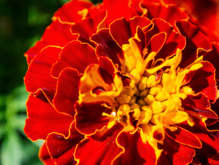 Macro photography of bright colors filled with rich shades that emphasize their beauty and the unique texture of the petals, close-up.の写真素材
