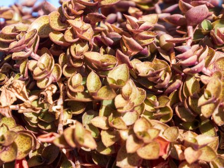 Unique green pattern of small leaves in macro focus creates a mesmerizing visual effect of nature, close-up.の写真素材