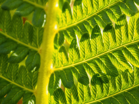 Green fern on an organic background: the perfect choice for eco-friendly projects and natural interior solutions, close up.の写真素材