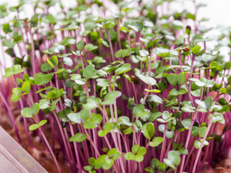 Microgreens: cultivation, benefits and macronutrients. Healthy food with high nutritional value and taste, close-up.の写真素材