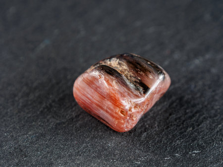 Petrified wood is a fossil where organic materials have been replaced by minerals, preserving the original structure of the wood.の写真素材