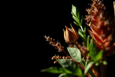 Medicinal herbs on minimalist background. Free space for text, natural health, wellness, selective focus.の素材