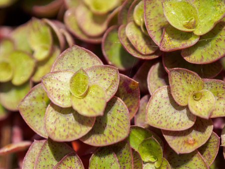 Unique green pattern of small leaves in macro focus creates a mesmerizing visual effect of nature,...