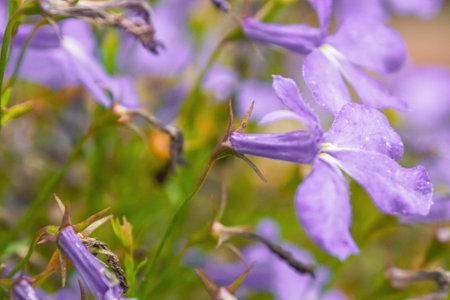 Macro photography of bright colors filled with rich shades that emphasize their beauty and the unique texture of the petals, close-up.の写真素材