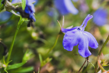Macro photography of bright colors filled with rich shades that emphasize their beauty and the unique texture of the petals, close-up.の写真素材