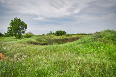 landscape with green grass and blue skyの写真素材